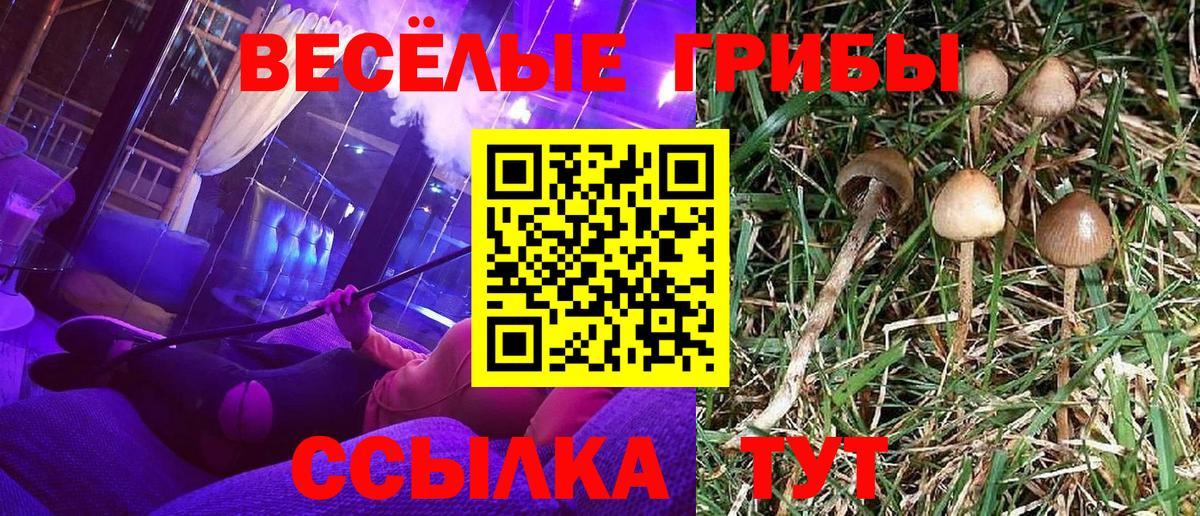 хочу   Псилоцибиновые грибы MAGIC MUSHROOMS  Вход с VPN  Севастополь  Псилоцибиновые грибы Psilocybe 